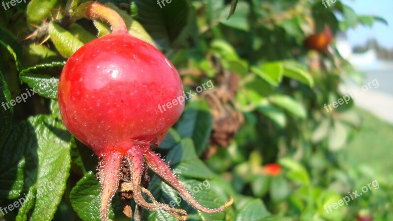 Bud Rosebud Red Rose Flower