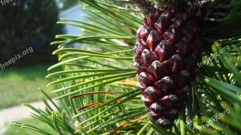 Pine Cone Tree Seed Scale Pine