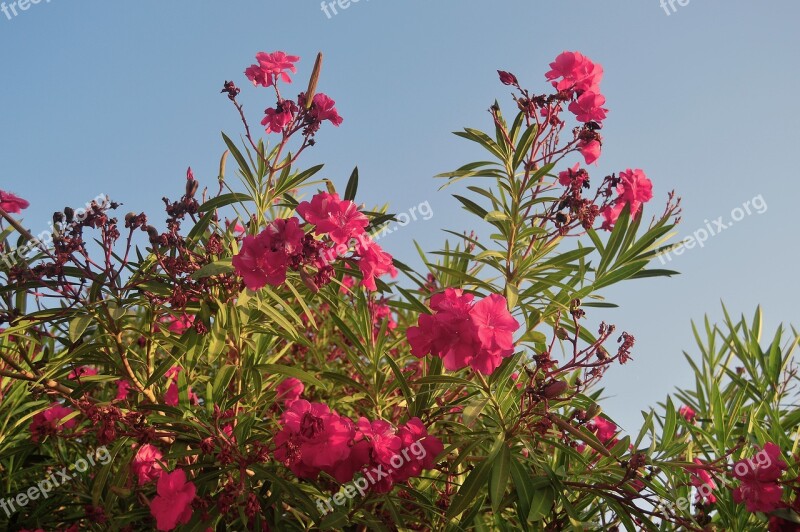 Oleander Rhododendron Pink Flowers Flowers Flowery