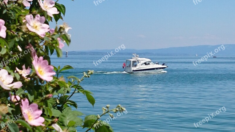 Lake Bodensee Wild Rose Boat Relax