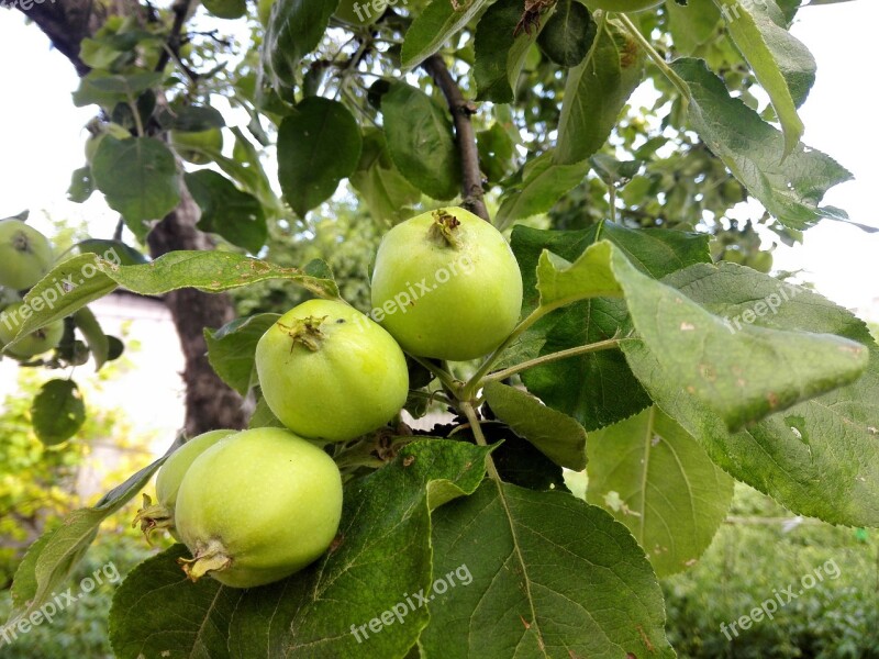 Apple Tree Apples Summer Garden Green Apple