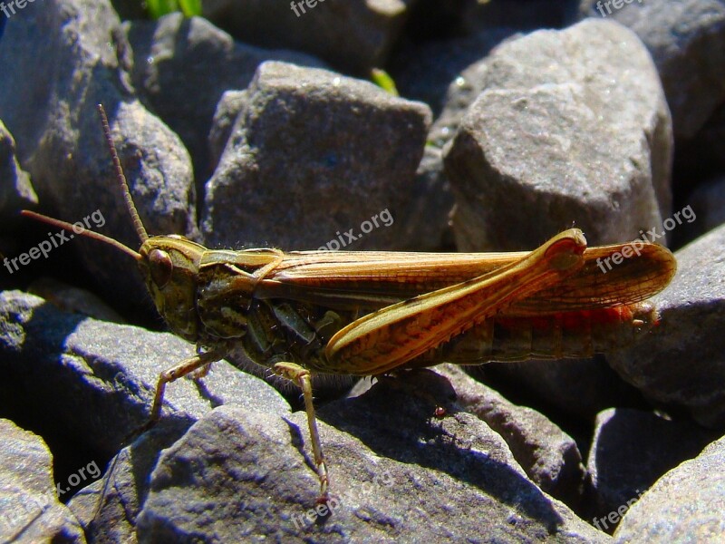 Grasshopper Insect Bug Green Nature