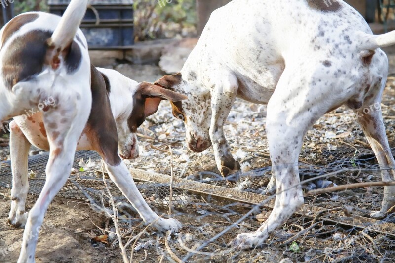 Dog Hunting Canine Animals Happy