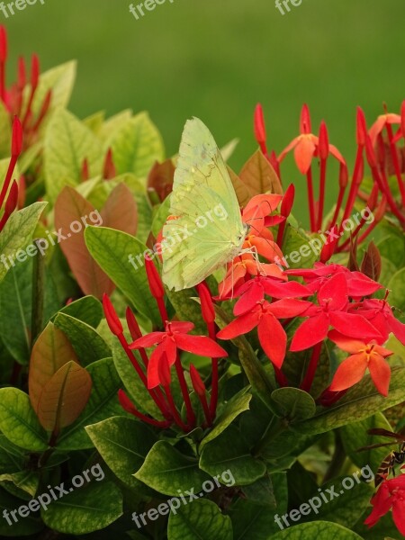 Butterfly Flower Ecology Leaves Nature