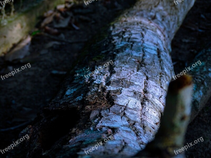 Tree Trunk Bark Wood Nature