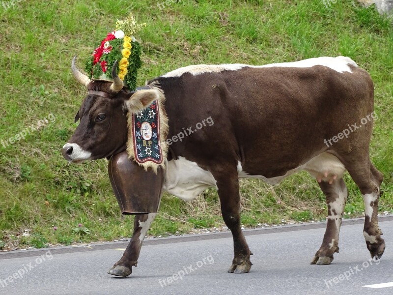 Cow Switzerland Alp Output Bell Decorated