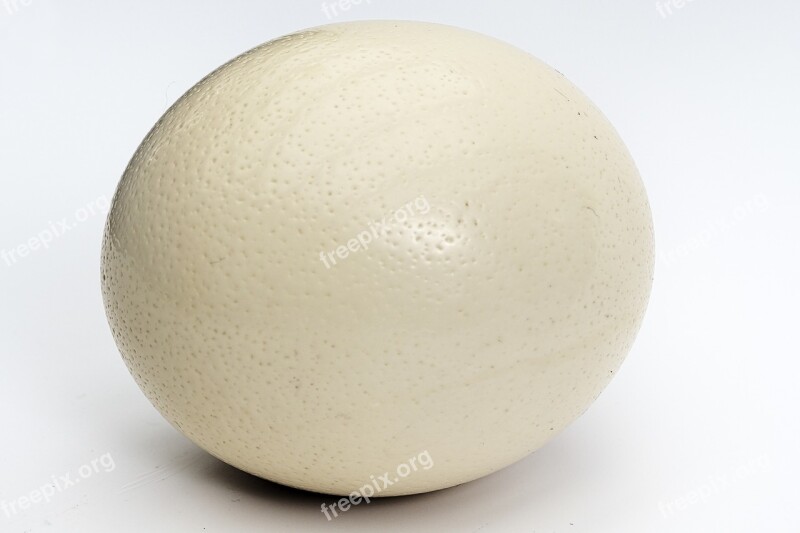 Ostrich Egg Egg Large Egg Bouquet Oval