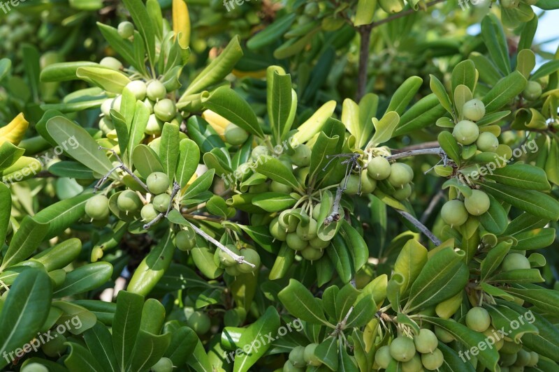 Olives Tree Green Oil Nature