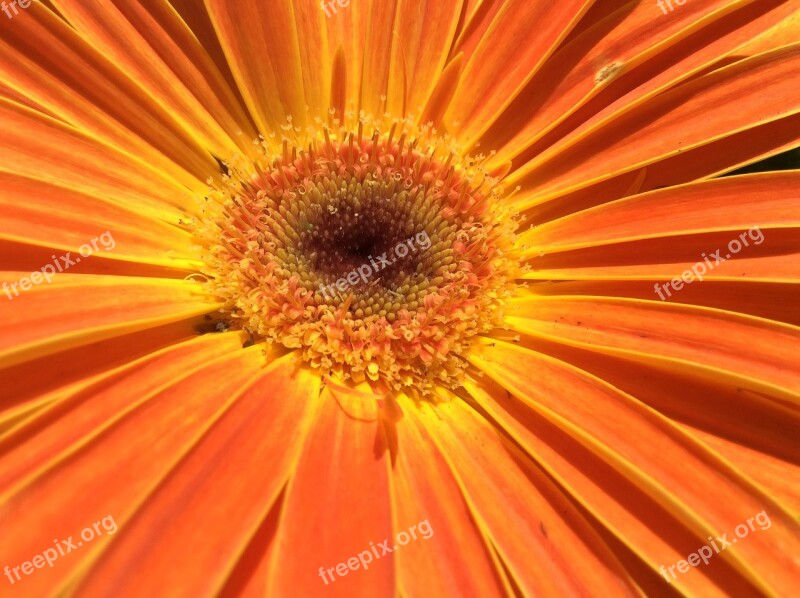 Flower Daisy Floral Plant Summer