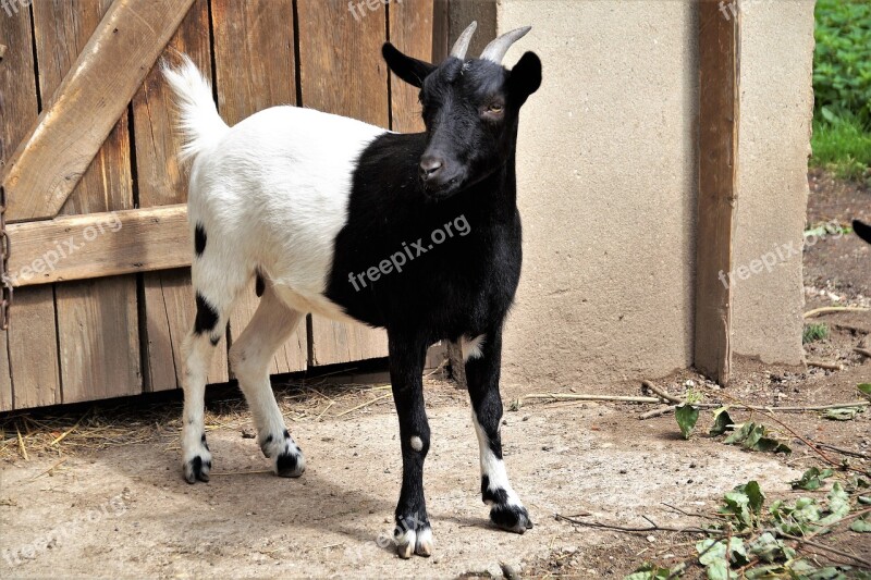 Goat 2-color Farmhouse Pet Black And White