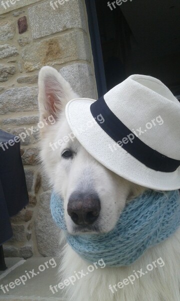 Swiss White Shepherd Dog In Disguise Dog Animals I Wanted To Live With Animals