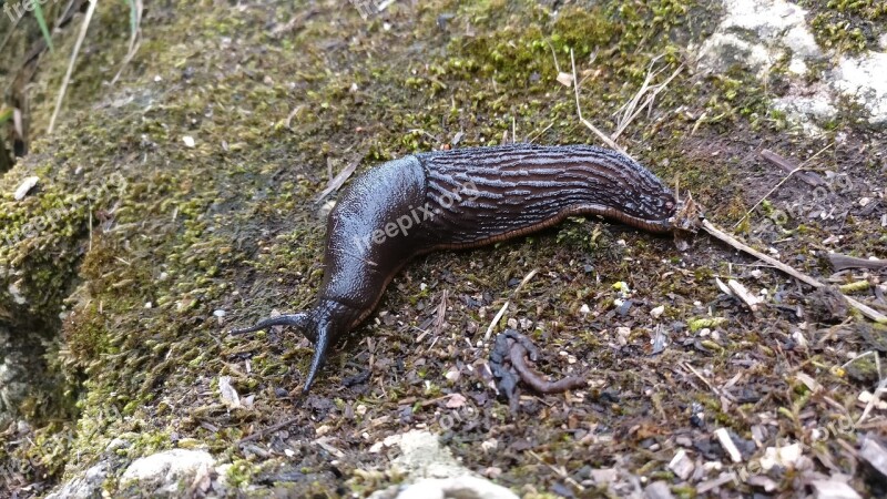 Slug Nature Slow Animals Molluscum