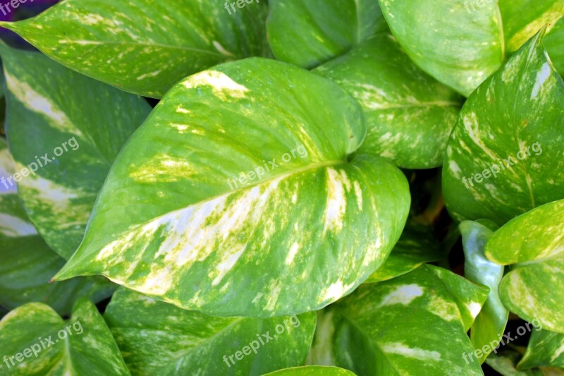 Money Plant Golden Pothos Variegated Leaves Ivy Arum Devil's Vine