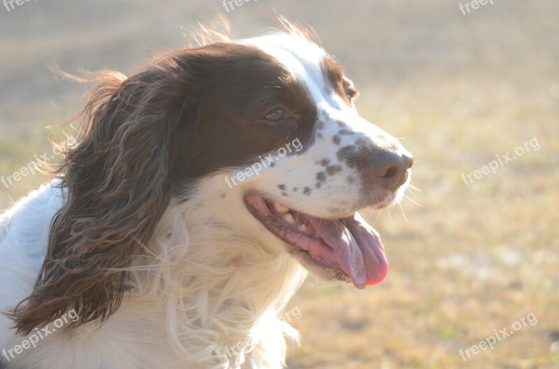 English Springer Spaniel Spaniel Springer Dog Purebred