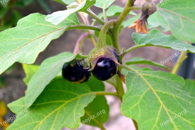 Aubergine Brinjal Eggplant Vegetable Purple