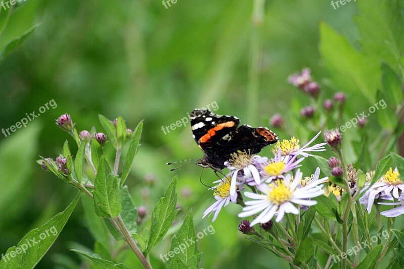 Admiral Butterfly Animals Insect Walk In The Park