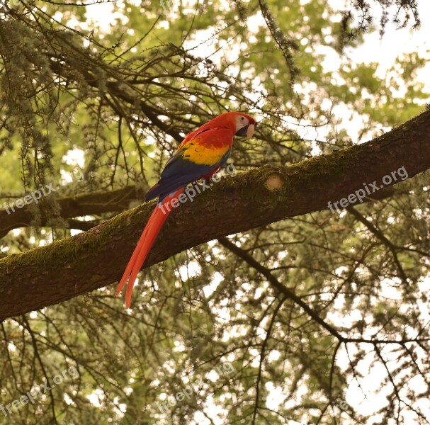 Bird Ara Parrot Colorful Plumage