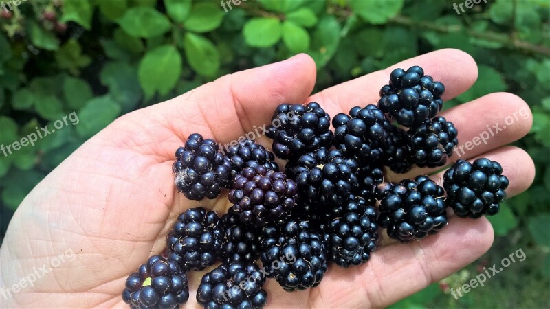 Blackberries Collect Fruits Of The Forest Tasty Summer