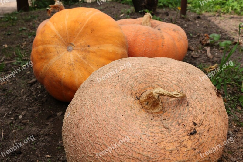 Pumpkin Vegetable Village Farm Orange