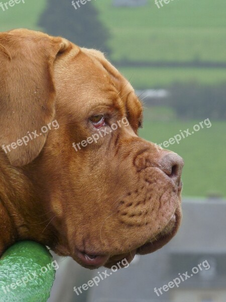 Nature Animal Dog Large Dogue De Bordeaux