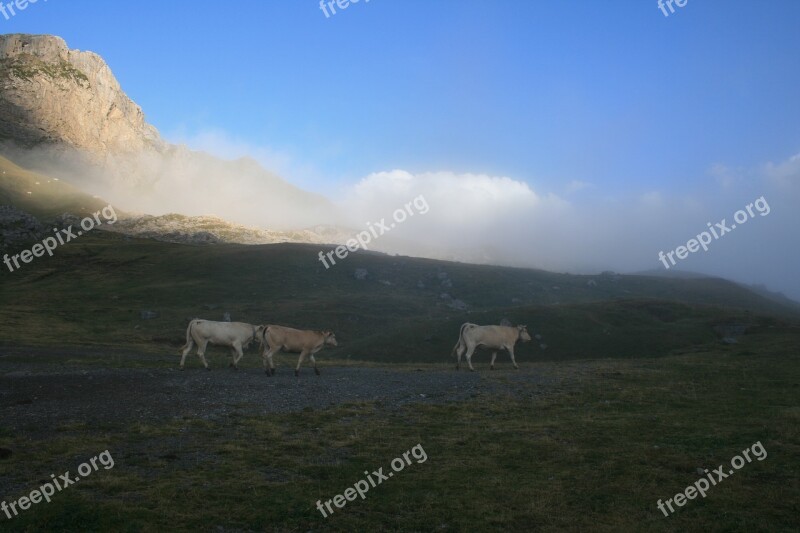 Cows Mountain Nature Cattle Pasture