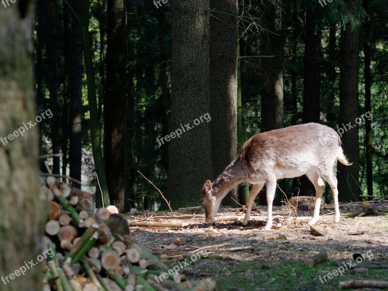 Roe Deer Forest Animal Wild Nature