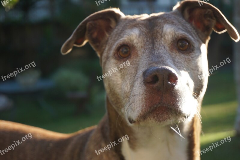 Pit Bull Senior Dog Senior Portrait Dog