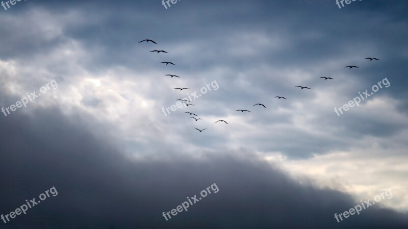 Migratory Birds Sky Migratory Bird Bird Flock Of Birds