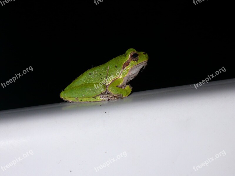 Tree Frog Green Nature Free Photos