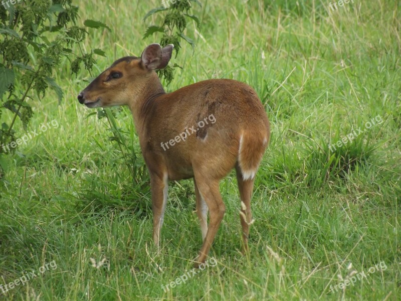 Deer Bambi Cute Animal Wildlife