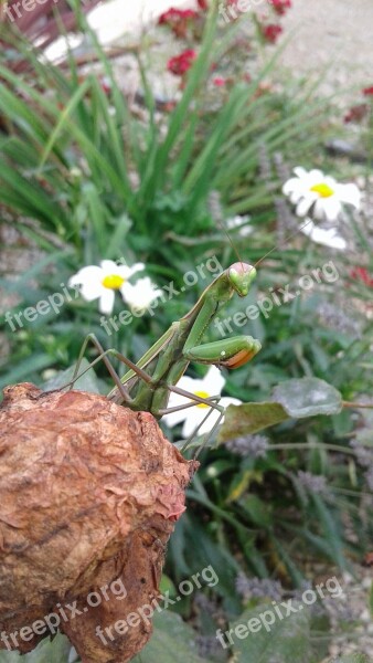 Mantis Leaf Insect Nature Free Photos