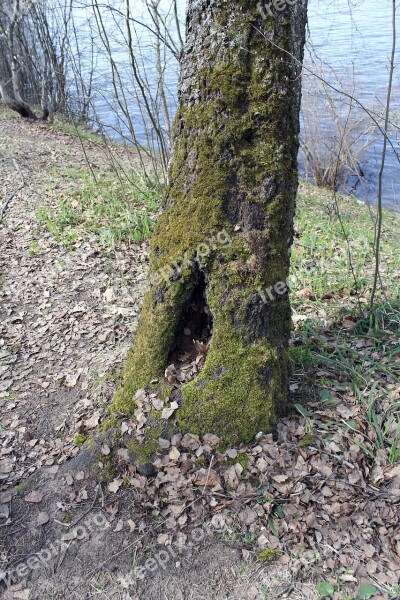 Hollow Tree Forest Nature Moss Green