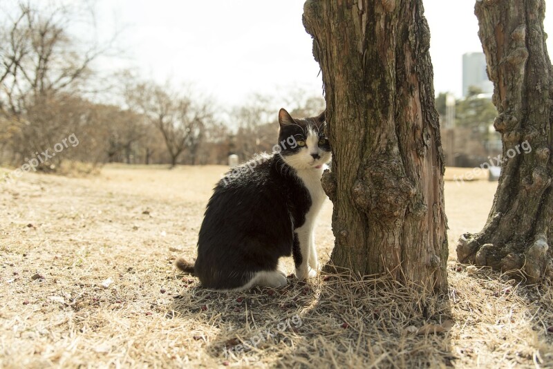 Cat Animal Pet Gaze Kitty