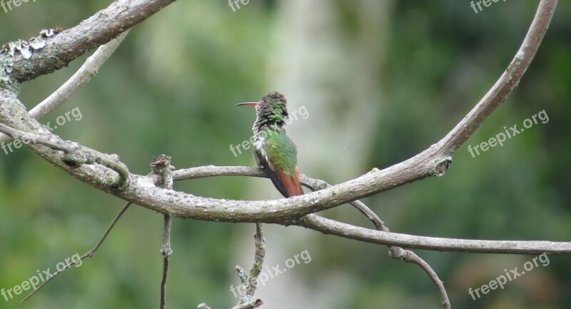 Nature Ave Hummingbird Tominejo Quindío