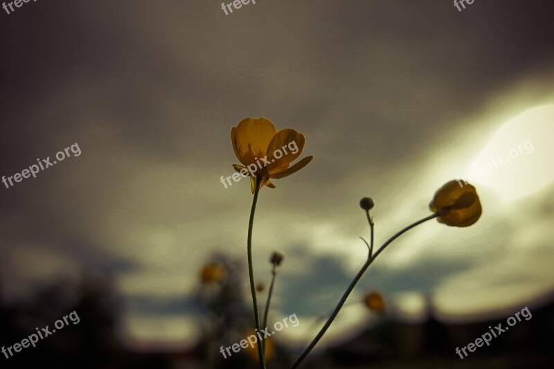 Flowers Summer Backlighting Spring Blossom