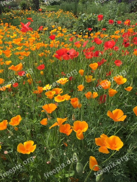 Poppy Meadow Garden Kew Gardens Nature