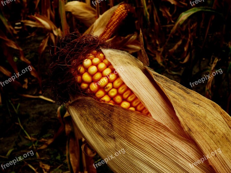 Corn On The Cob Field Cultivation Commodity Danube