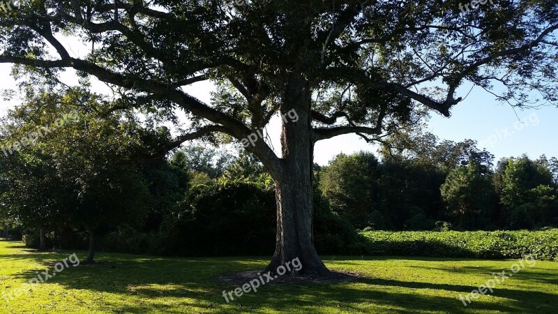 Tree Beech Pecan Summer Nature