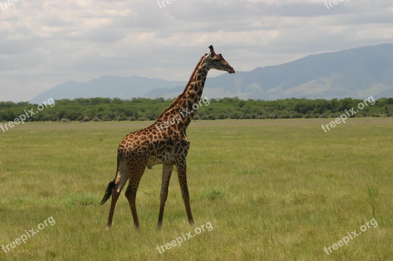 Giraffe Tanzania Africa Safari Savannah