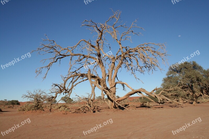 Tree Namibia Desert Sandy Africa