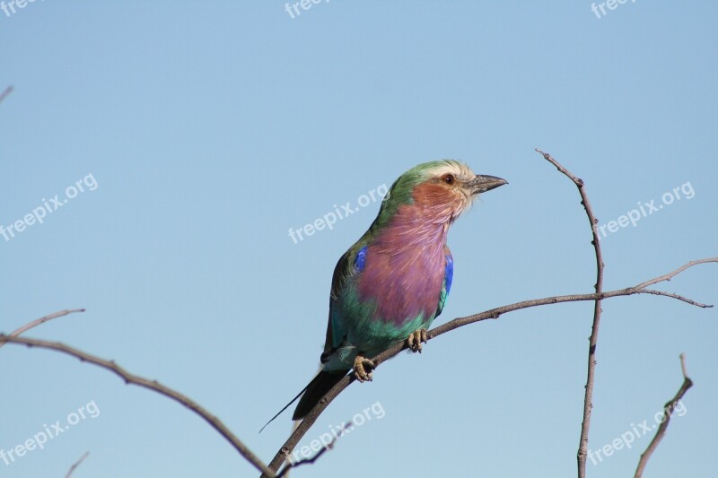 Bird Namibia Africa Nature Animal