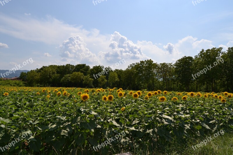 Rieti Sunflowers Field Free Photos