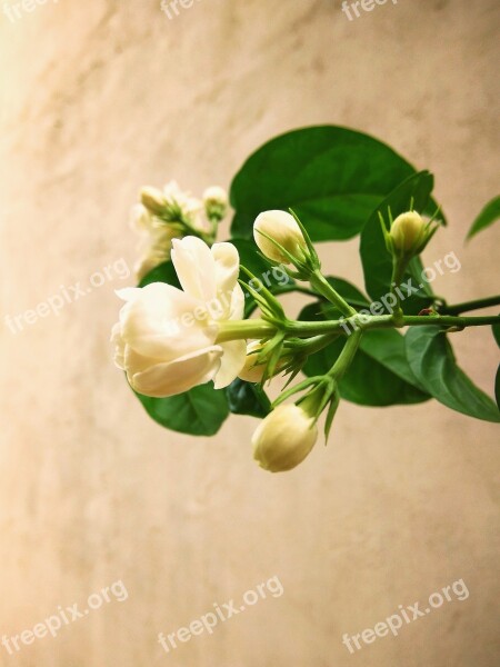 Flower Beautiful Flower Nature Leave Jasminum