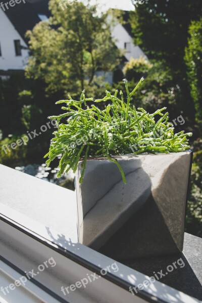 Plant Window Window Sill Nature Outdoors