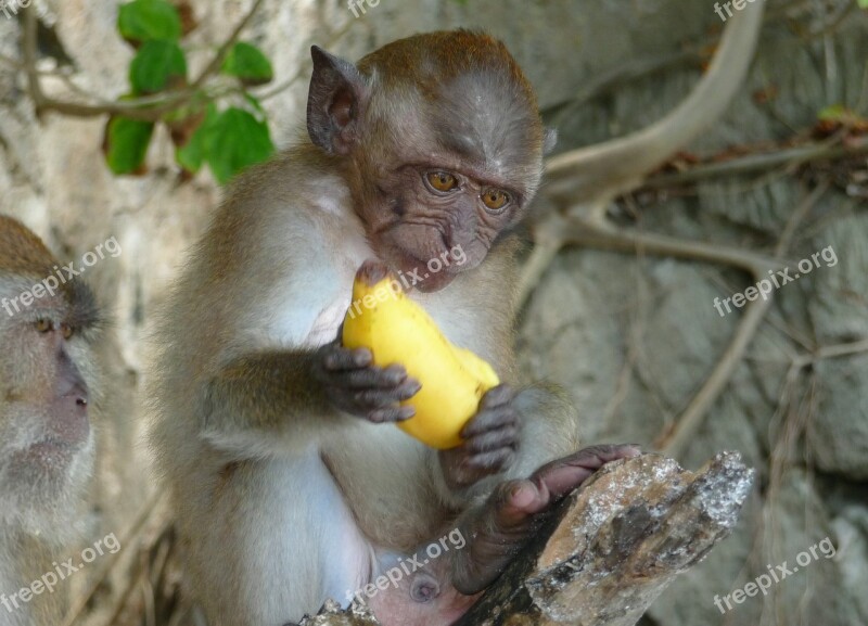 Monkey Banana äffchen Jungle Eating