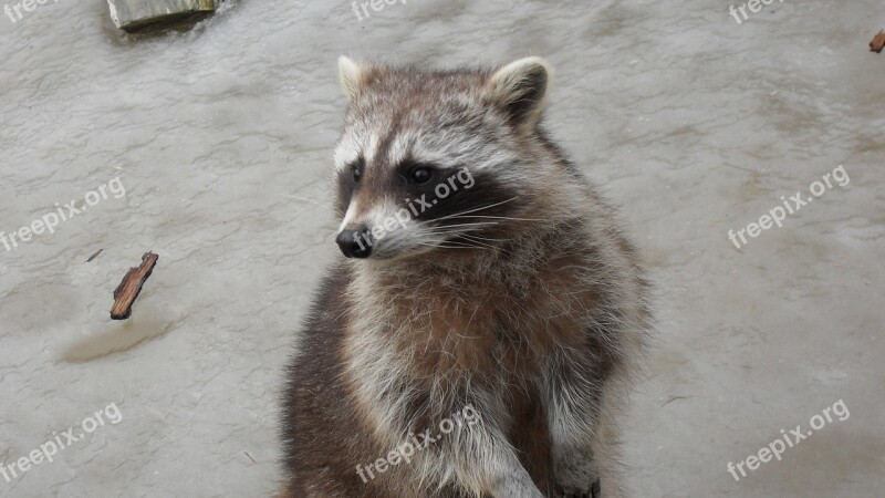 Cute Animal World Furry Raccoon Zoo