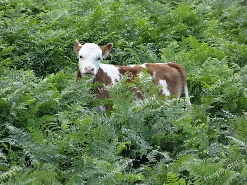 Calf Green Animal Cute Nature