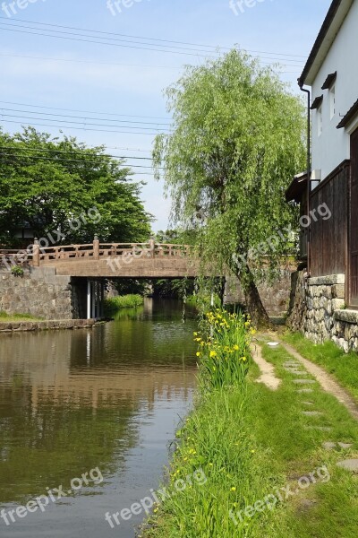 In The Early Summer Early Summer Flowers Yellow Flowers The Waterside Flowers Yellow Iris