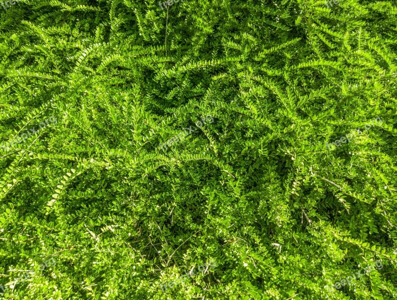 Plant Grass Texture Green Nature