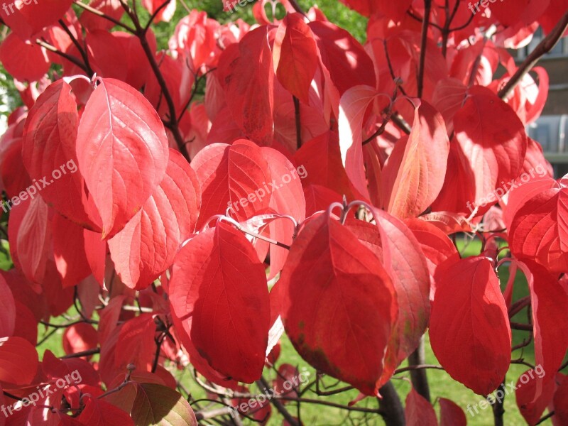 Cornus Autumn Bush Season Nature